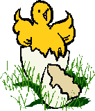 Baby Chick 