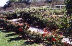 Garden 3