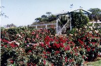 Garden 8